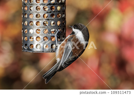 Chestnut-backed Chickadee bird Chestnut-backed Chickadee bird 109311473