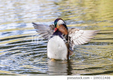 Mandarin duck bird Mandarin duck bird 109311486