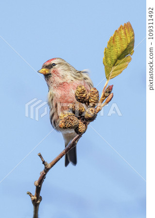 common redpoll bird 109311492