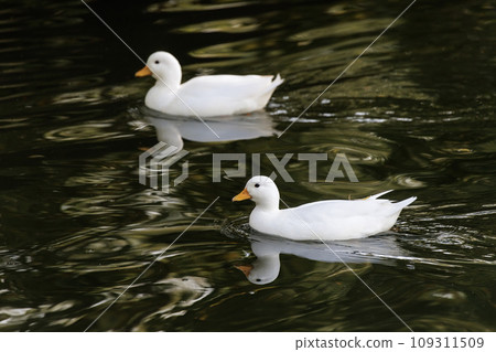 White Call Duck bird White Call Duck bird 109311509