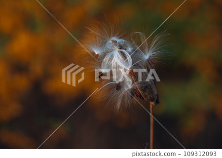 Asclepias syriaca, commonly called common milkweed, butterfly flower, silkweed, silky swallow-wort, and Virginia silkweed. 109312093
