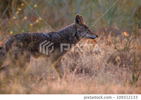 coyote in evening glow 109312133