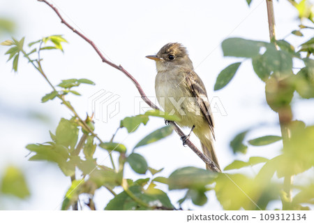 willow flycatcher bird willow flycatcher bird 109312134