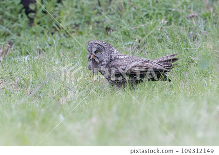 Great Gray Owl bird 109312149
