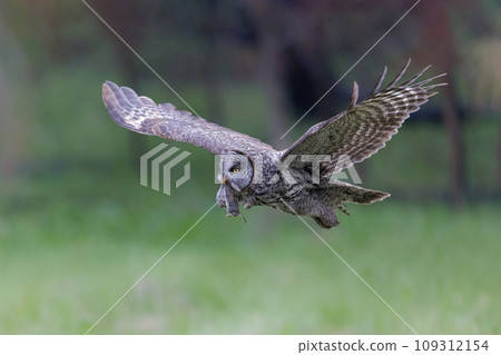 Great Gray Owl bird 109312154