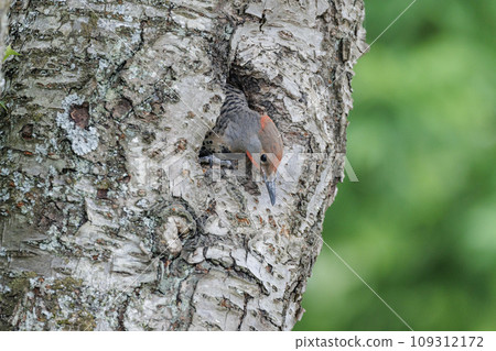 northern flicker juvenile northern flicker juvenile 109312172