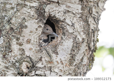 northern flicker juvenile 109312173