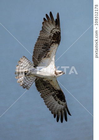 Flying Osprey bird Flying Osprey bird 109312178