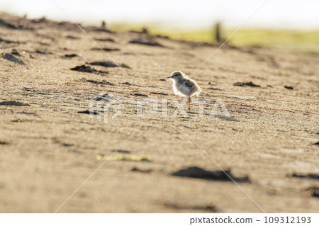 Spotted sandpiper bird 109312193