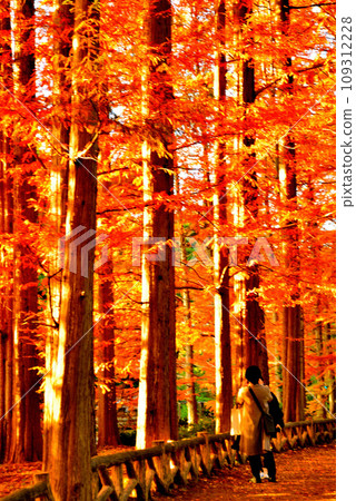 Autumn leaves of Metasequoia trees in Jindai Botanical Gardens 109312228
