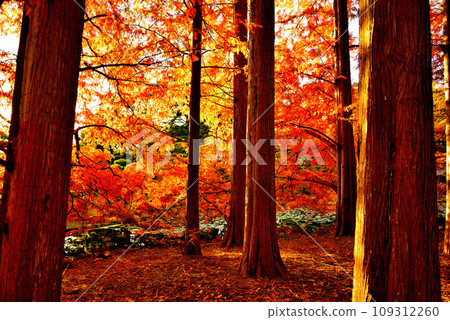 Autumn leaves of Metasequoia trees in Jindai Botanical Gardens Autumn leaves of Metasequoia trees in Jindai Botanical Gardens 109312260
