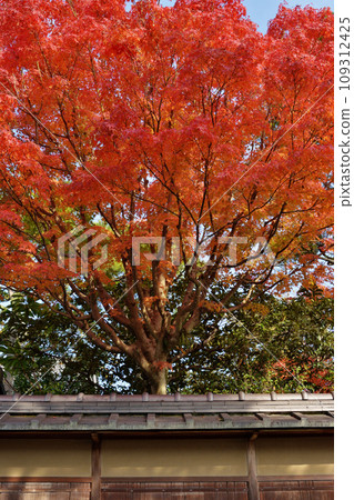 舊細川家別墅的秋葉 109312425