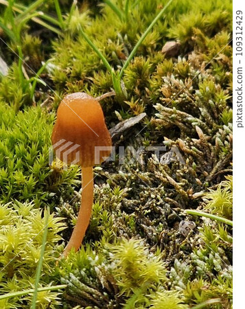 Moss and mushroom Moss and mushroom 109312429