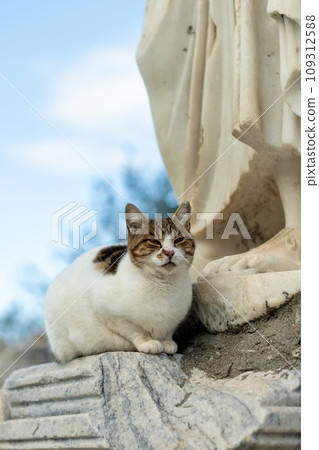 A cat is resting under an ancient sculpture. Cute cat is posing. A cat is resting under an ancient sculpture. Cute cat is posing. 109312588
