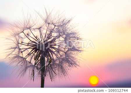 Dandelion silhouetted against the sunset sky. Nature and botany of flowers Dandelion silhouetted against the sunset sky. Nature and botany of flowers 109312744