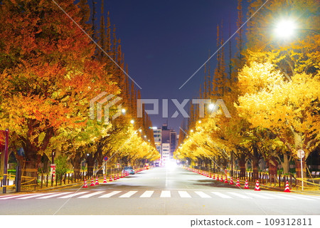 Ginkgo trees in Jingu Gaien late at night 109312811