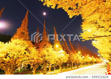 Ginkgo trees in Jingu Gaien late at night Ginkgo trees in Jingu Gaien late at night 109312829