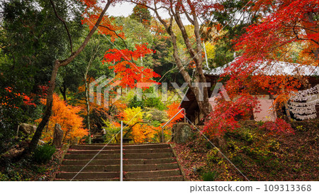 Miki City, Hyogo Prefecture, Kaya-in Temple with Autumn Leaves 109313368