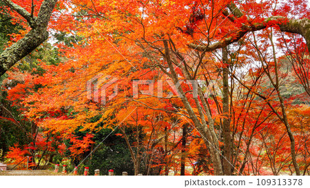 兵庫縣三木市,加耶院的紅葉 兵庫縣三木市,加耶院的紅葉 109313378