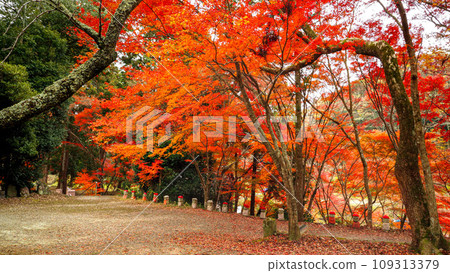 Miki City, Hyogo Prefecture, Kaya-in Temple with Autumn Leaves 109313379
