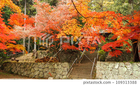 兵庫縣三木市,加耶院的紅葉 兵庫縣三木市,加耶院的紅葉 109313388