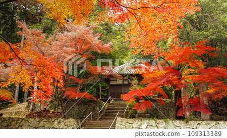 兵庫縣三木市,加耶院的紅葉 兵庫縣三木市,加耶院的紅葉 109313389