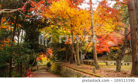 兵庫縣三木市,加耶院的紅葉 兵庫縣三木市,加耶院的紅葉 109313390