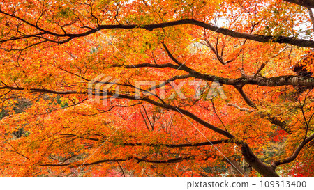 兵庫縣三木市,加耶院的紅葉 兵庫縣三木市,加耶院的紅葉 109313400