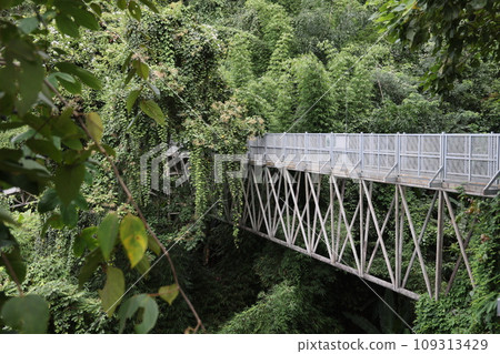[Thailand] Chiang Mai Canopy Walk 109313429