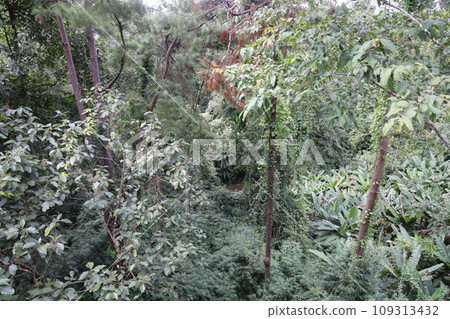 [Thailand] Chiang Mai Canopy Walk 109313432