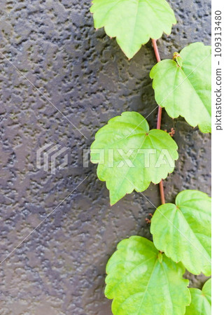 沿著外牆爬行的Parthenoium 109313480