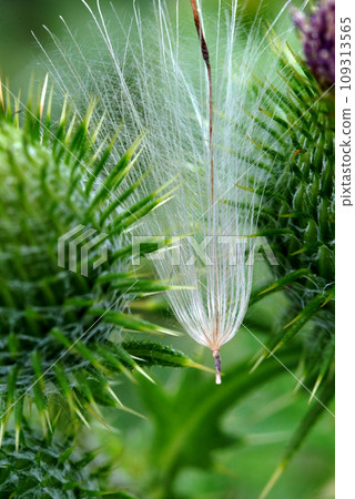 Thistle fluff and buds Thistle fluff and buds 109313565