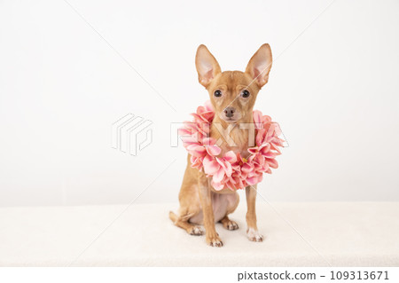 Russian Toy Terrier with a lei Russian Toy Terrier with a lei 109313671