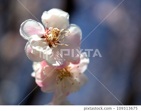 White plum blossom "Suishinbai" blooming in March 109313675