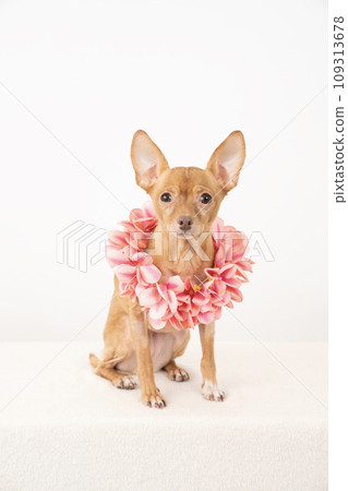 Russian Toy Terrier with a lei Russian Toy Terrier with a lei 109313678