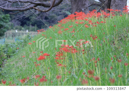 Amaryllid flower at Kadaya, Minuma rice field, Saitama City, Saitama Prefecture 109313847