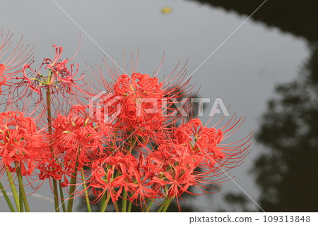 Amaryllid flower at Kadaya, Minuma rice field, Saitama City, Saitama Prefecture Amaryllid flower at Kadaya, Minuma rice field, Saitama City, Saitama Prefecture 109313848