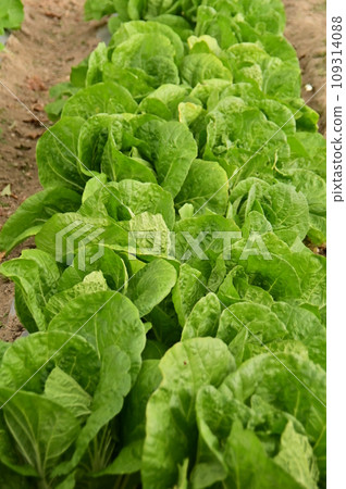 Vegetable field cabbage Vegetable field cabbage 109314088