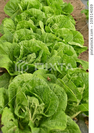 Vegetable field cabbage Vegetable field cabbage 109314089
