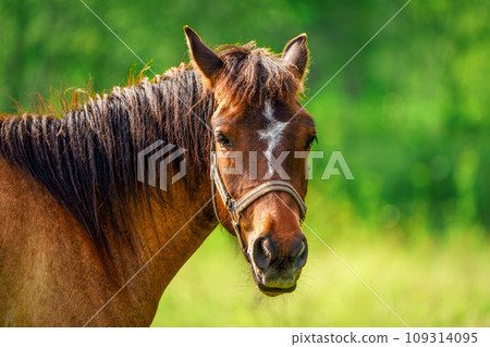Close-up Portrait of Majestic Brown Thoroughbred Horse on a Sunny Summer Day 109314095
