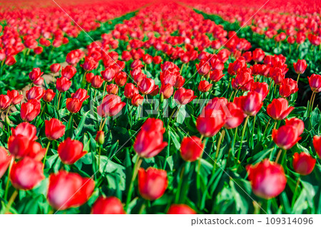 Picturesque Dutch Landscape with Beautiful Red Tulip Fields in Full Blossom 109314096