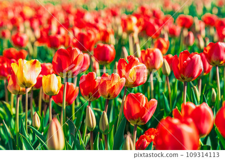 Breathtaking Landscape of Endless Red and Yellow Tulip Field in the Netherlands Breathtaking Landscape of Endless Red and Yellow Tulip Field in the Netherlands 109314113