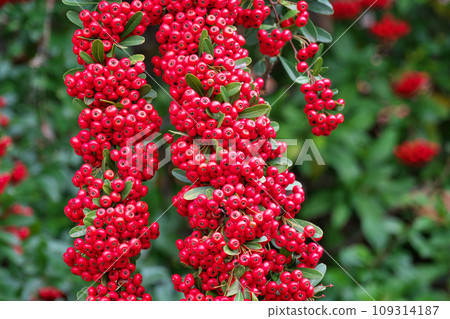 紅火棘果(秋季、十一月) 紅火棘果(秋季、十一月) 109314187