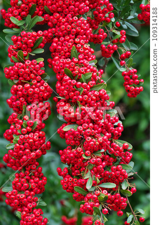Red pyracantha fruit (autumn, November) 109314188