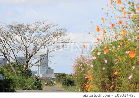 Scenery of Minuma rice fields in Midori Ward, Saitama City, Saitama Prefecture 109314453