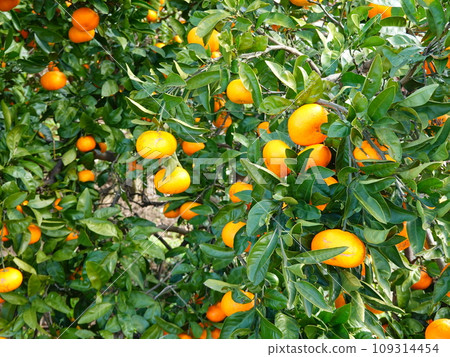 Mikan field 05 109314454