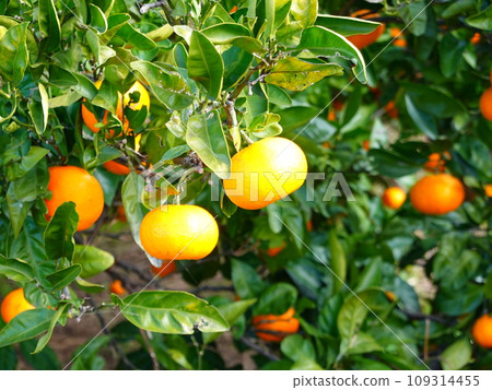Mikan field 06 109314455