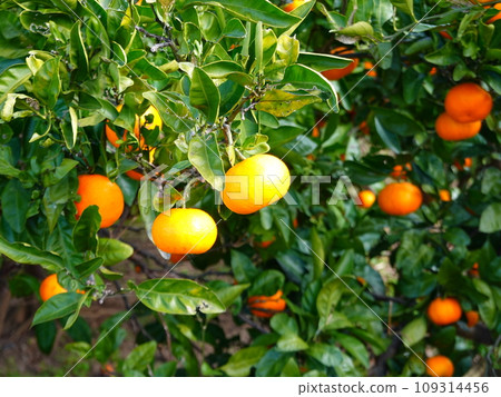 Mikan field 07 109314456