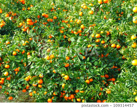 Mikan field 08 109314457