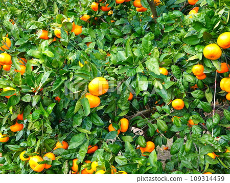 Mikan field 10 109314459